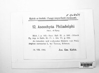 Ascochyta philadelphi image